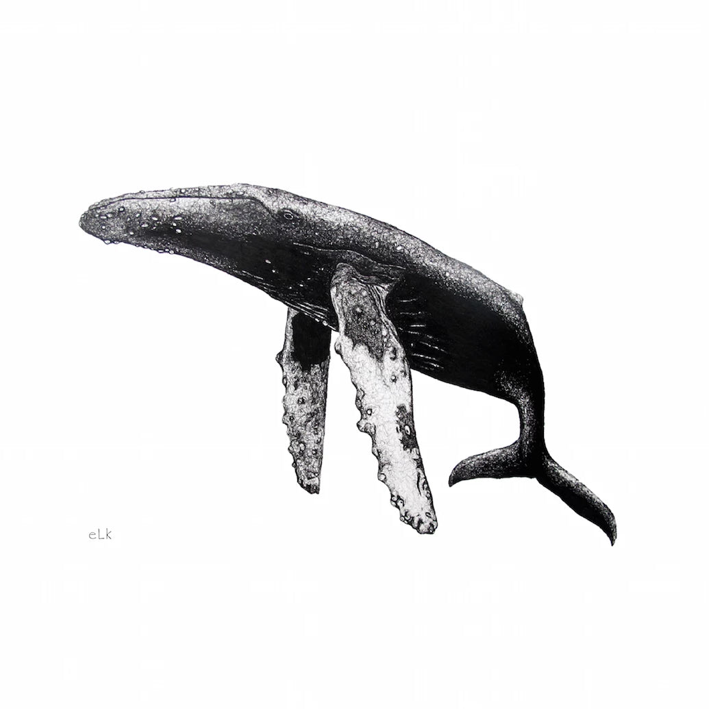 Hand drawn black and white humpback fins down print by elk draws