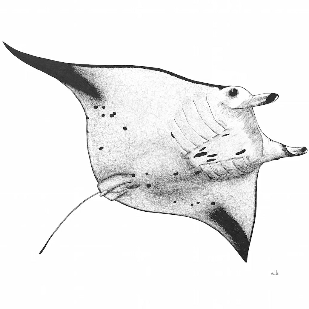 elk draws manta ray hand drawn greeting card