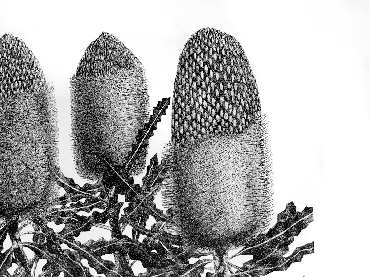 Banksia Trio Print by Elk Draws Native Australian Plant Drawing
