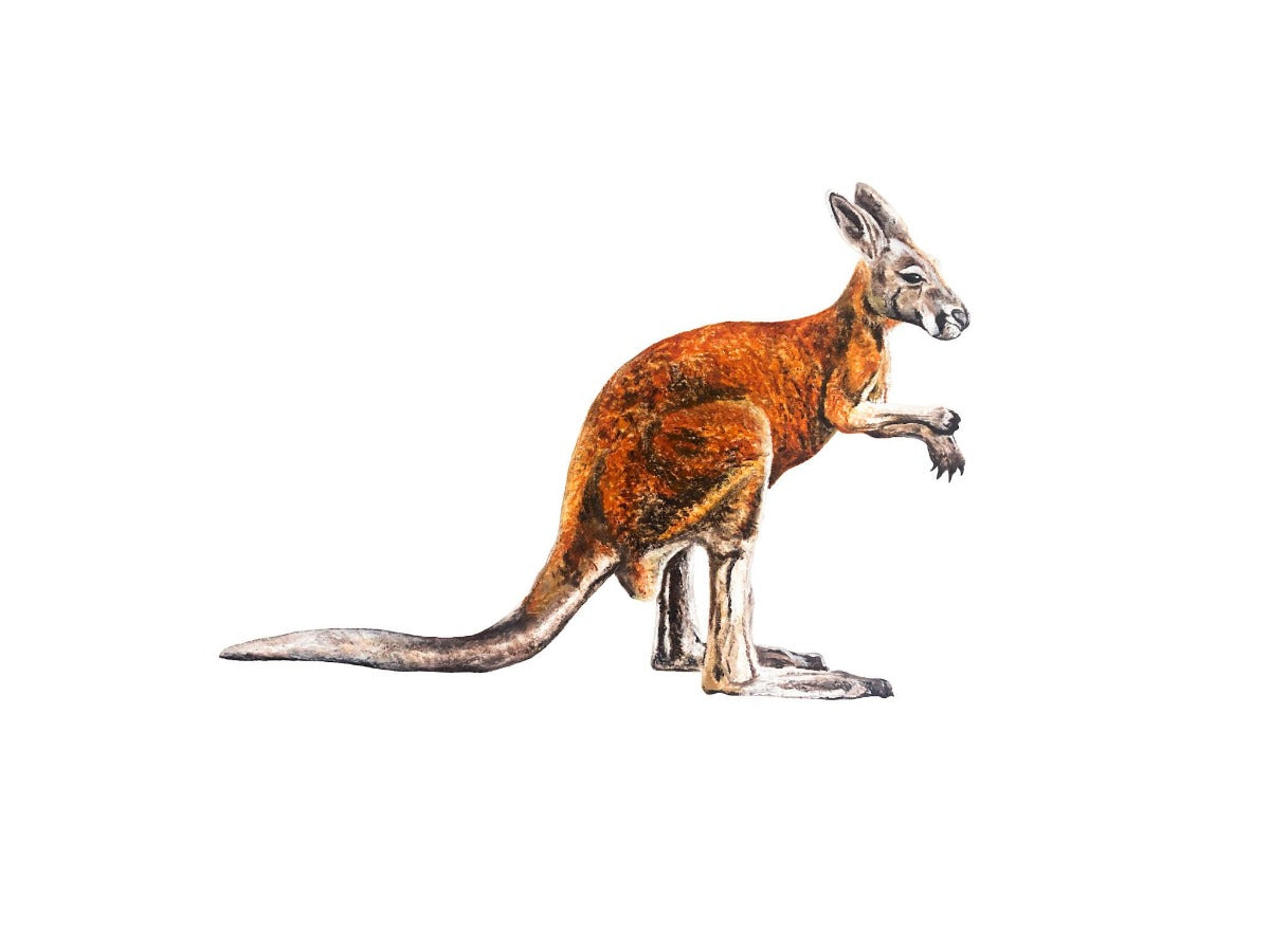 elk draws kangaroo fine art drawing