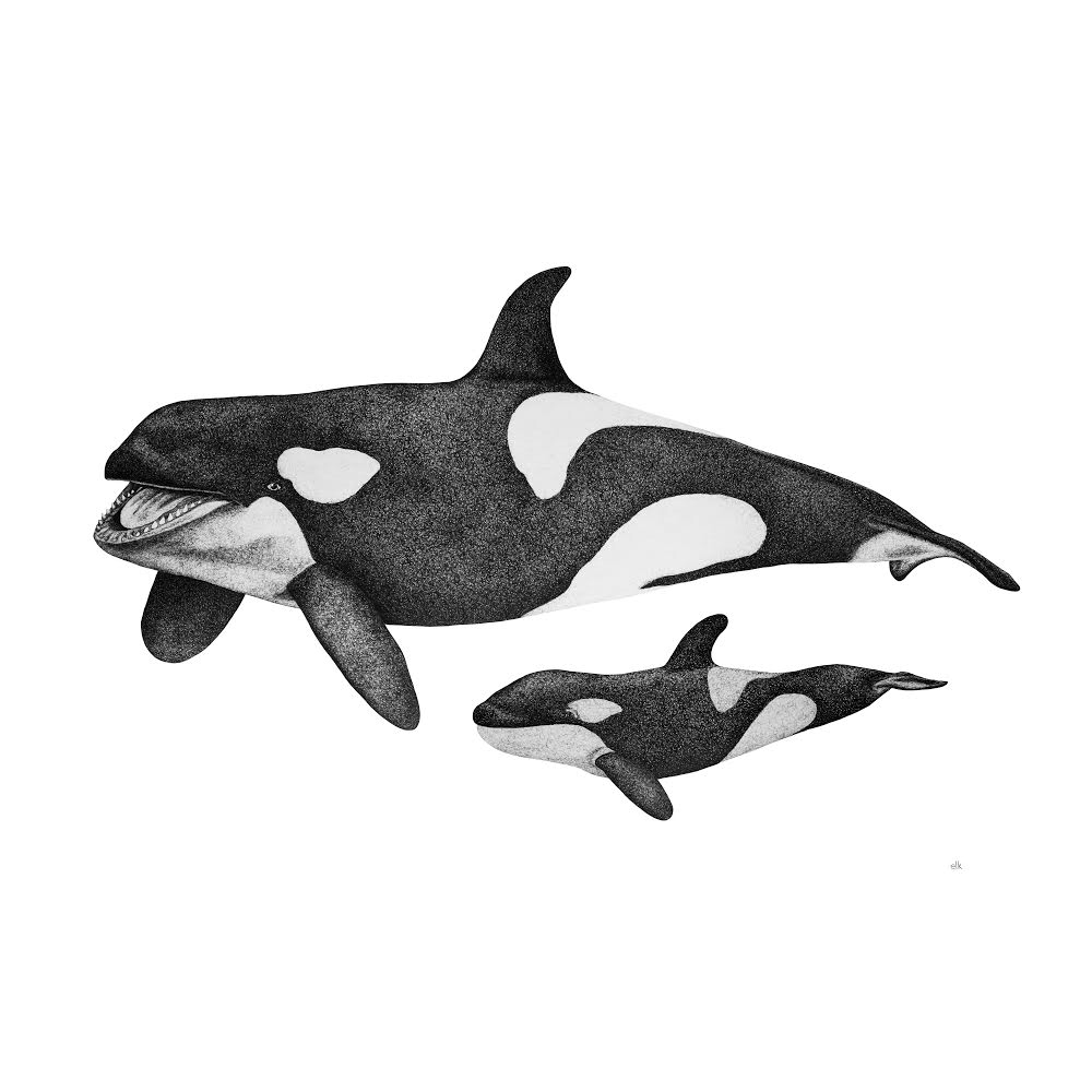 elk draws orca hand drawn print