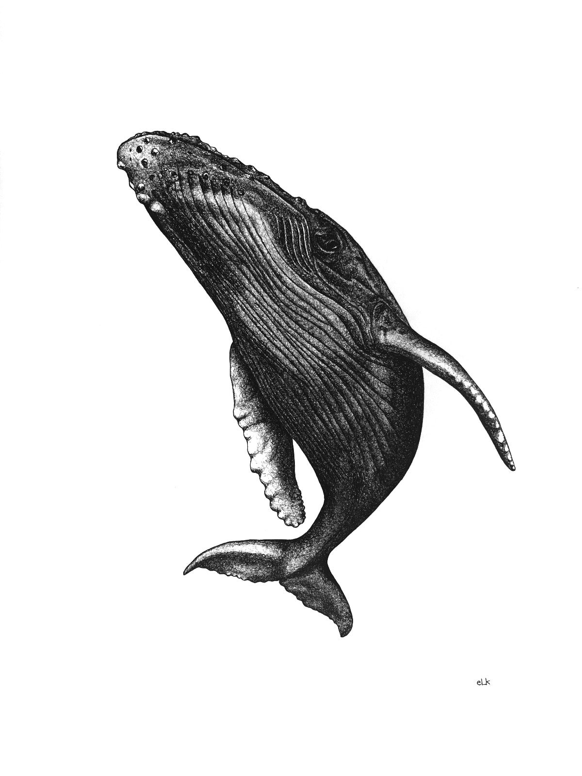 Hand drawn black and white humpback spyhop print by elk draws