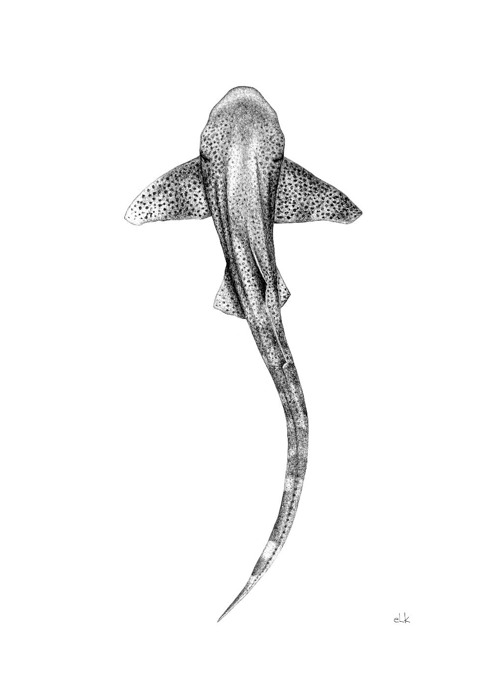 leopard shark drawing by elk draws