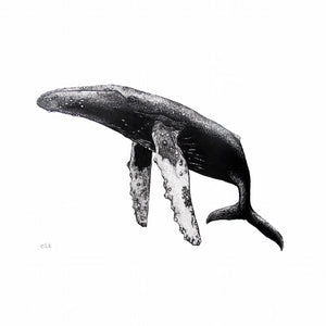 Hand drawn black and white humpback fins down print by elk draws