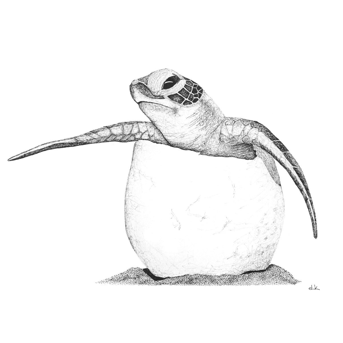 Hand drawn black and white turtle print by elk draws