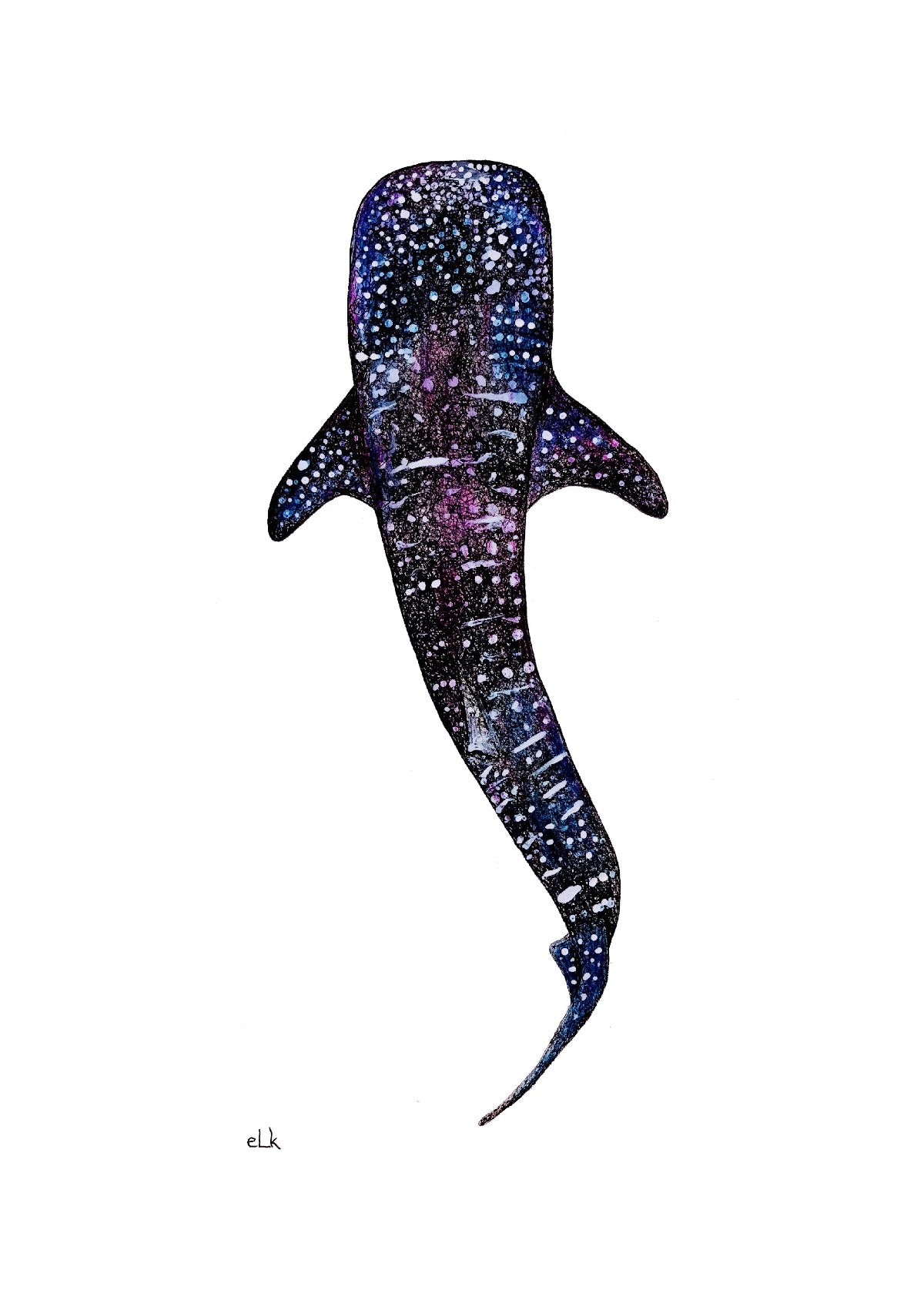 Fine art drawing colour whale shark print by elk draws