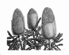 Load image into Gallery viewer, Banksia Trio Print by Elk Draws Native Australian Plant Drawing