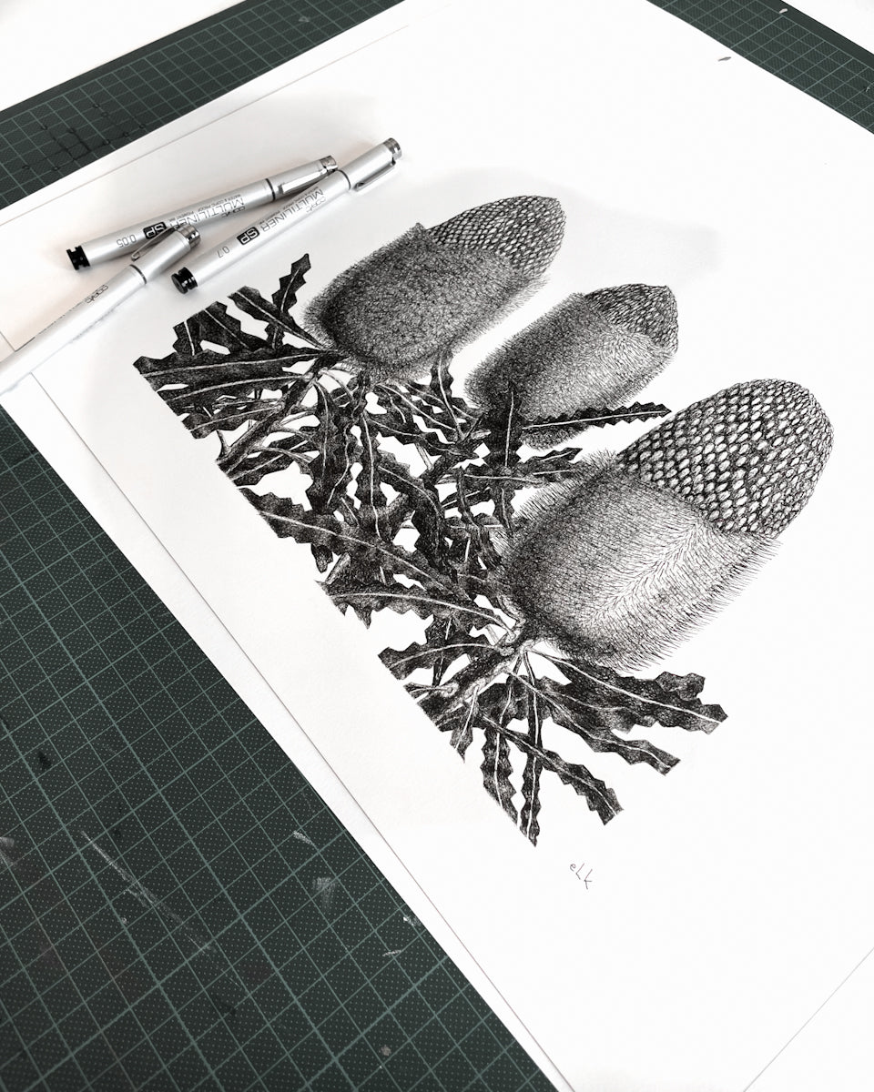 Banksia Trio Print by Elk Draws Native Australian Plant Drawing