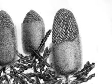 Load image into Gallery viewer, Banksia Trio Print by Elk Draws Native Australian Plant Drawing