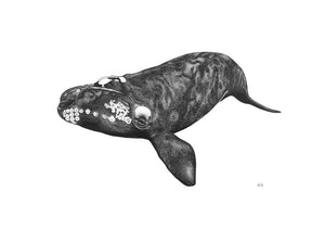 Southern Right Whale Print on Bamboo Paper by Elk Draws Eleanor Killen