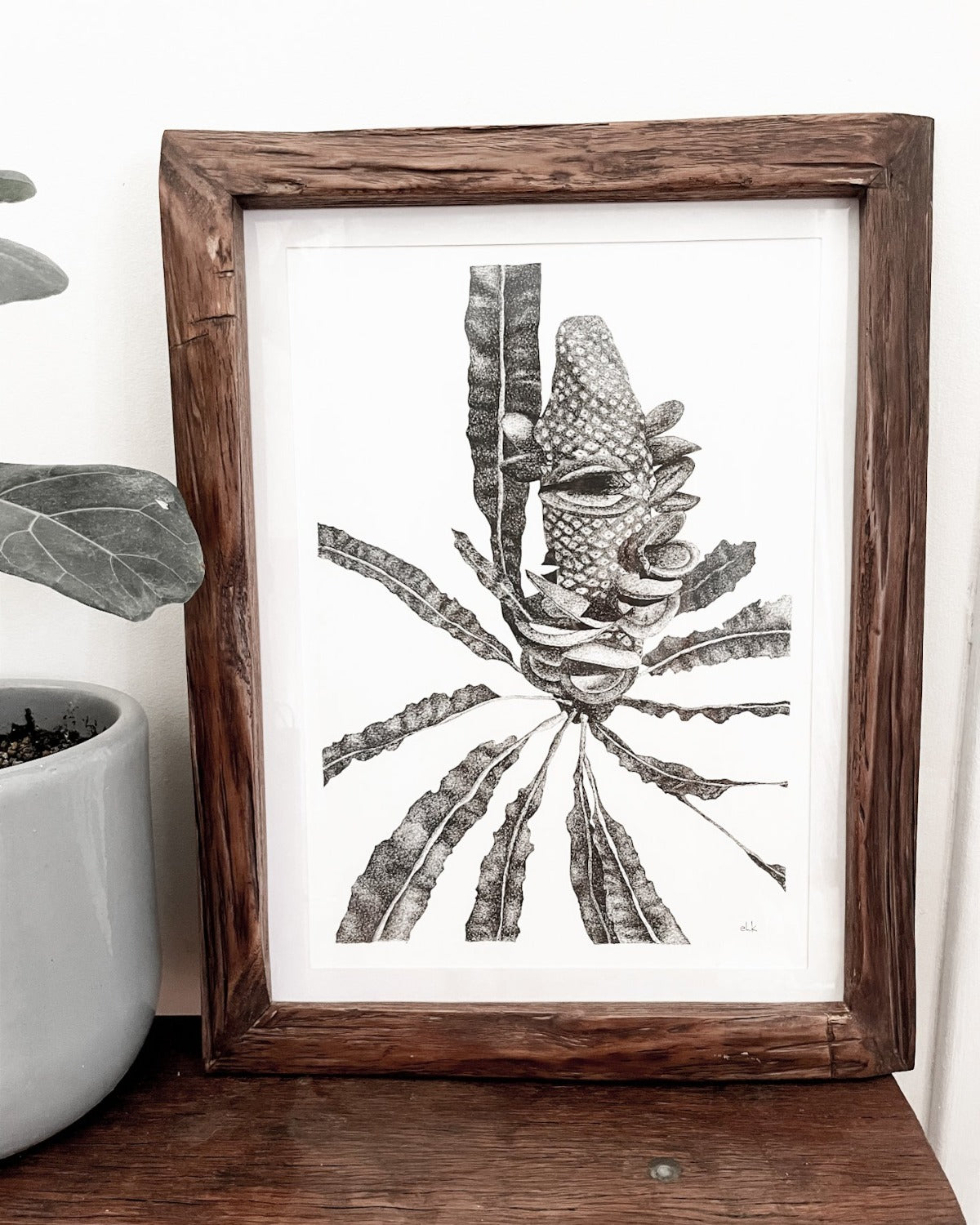 Limited Edition fine art ink drawing banksia native plant by elk draws