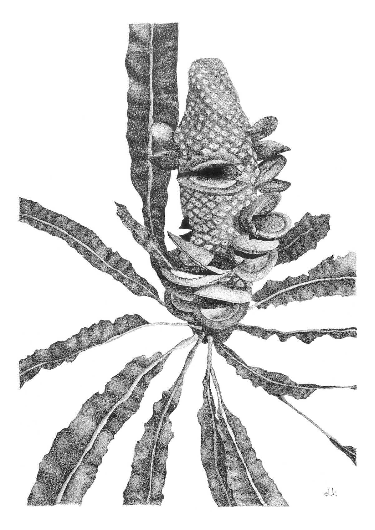 Close up of banksia drawing by elk draws