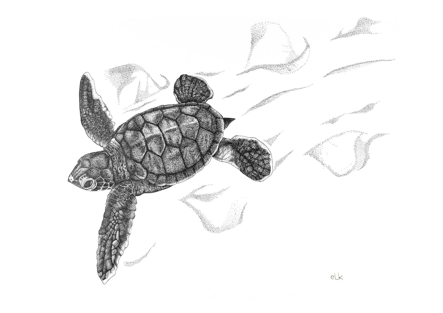 Green turtle hatchling | Fine Art Print