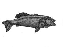 Load image into Gallery viewer, Fine art drawing black and white coral trout print by elk draws