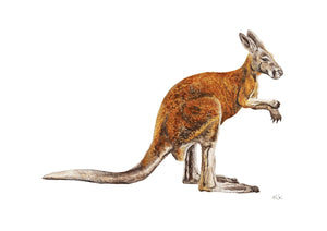 Hand drawn coloured kangaroo print elk draws