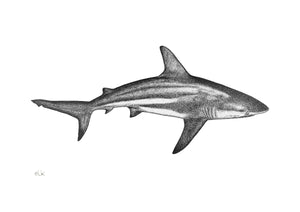 Elk Draws Reef Shark Fine Art Drawing
