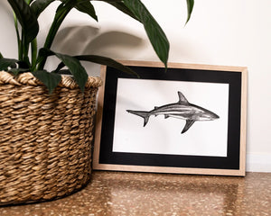 Black tip shark by elk draws in modern home next to indoor plant 